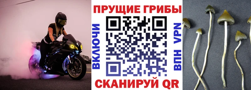 Купить  Сафоново  Псилоцибиновые грибы MAGIC MUSHROOMS 